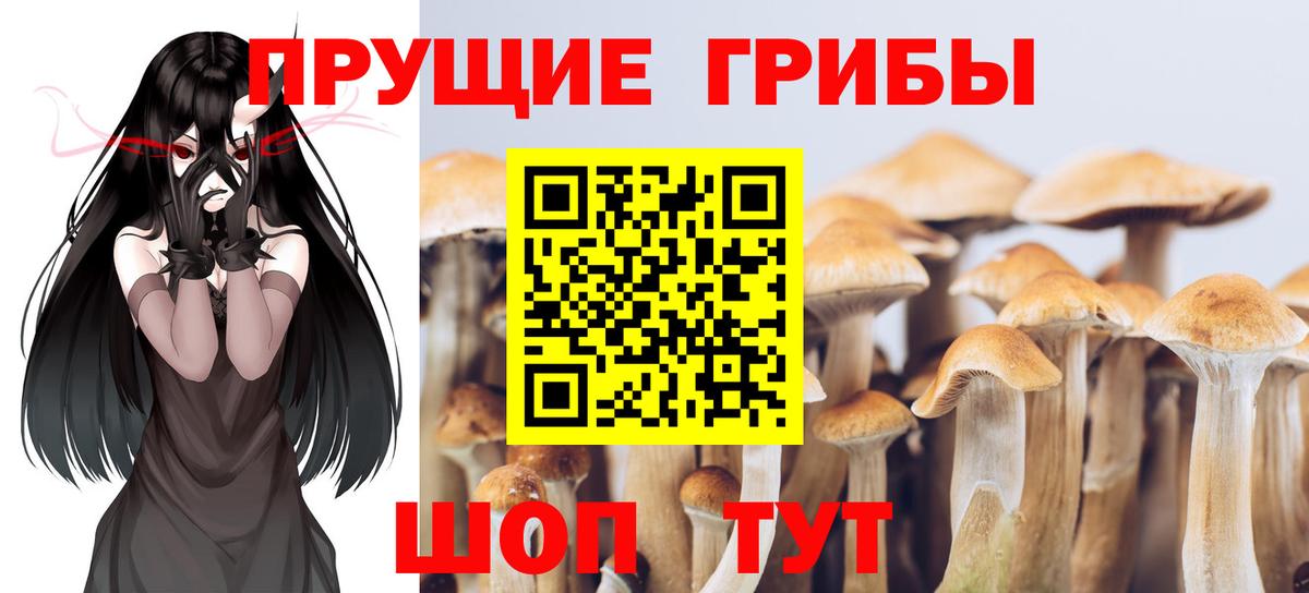 Псилоцибиновые грибы Cubensis Мытищи